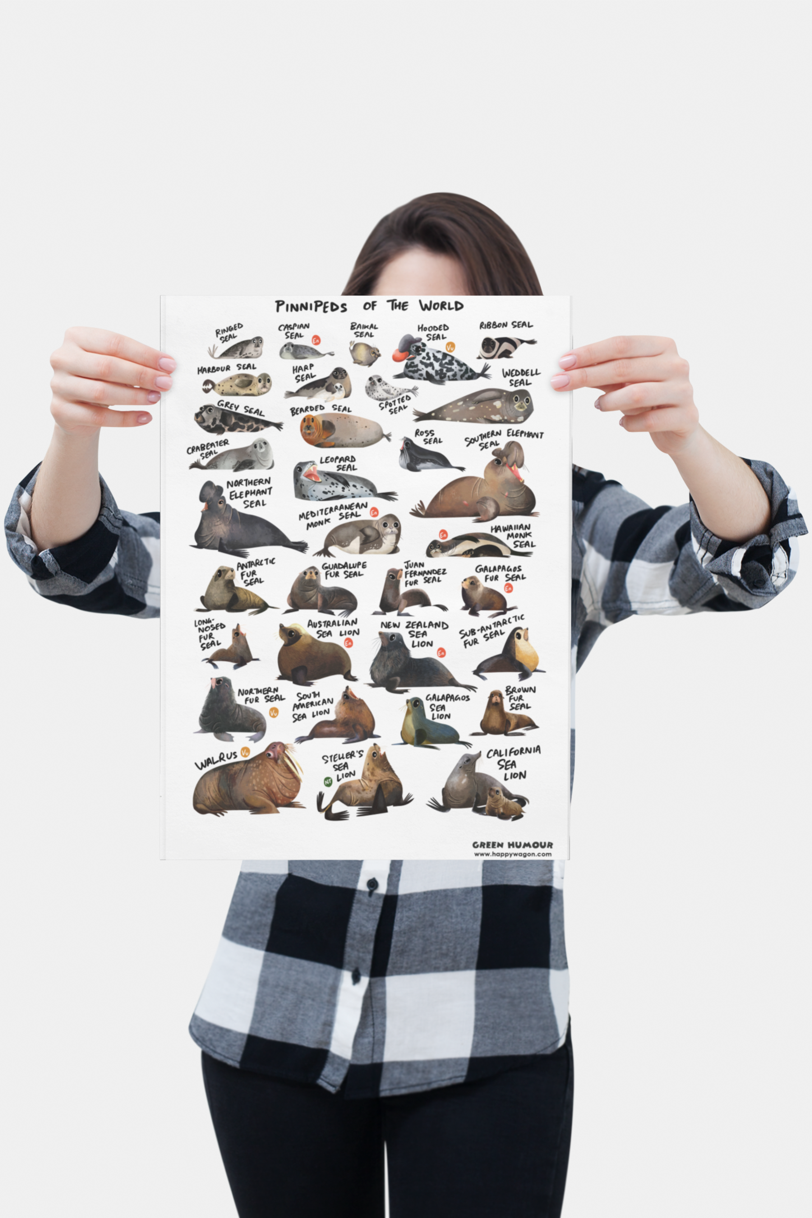 Seals Of The World (Pinnipeds) Non-Tearable Poster